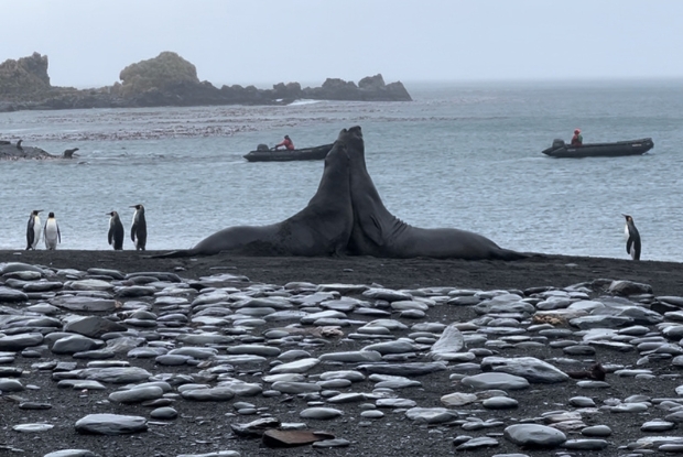 Seal Fight 02